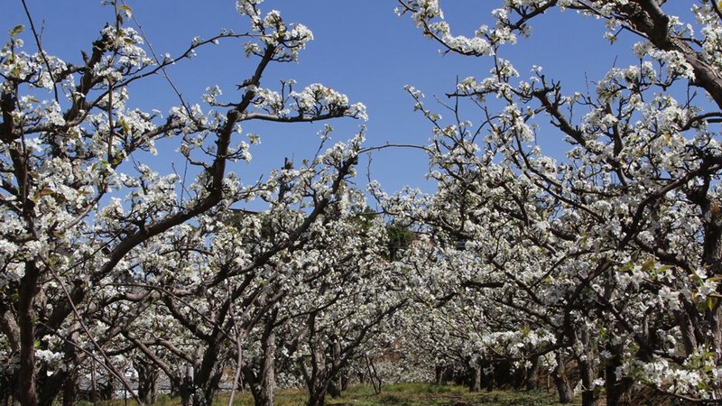 修文縣谷堡鎮折溪村3000余畝金秋梨陸續步入花季 修文縣融媒體中心姜繼恒 攝.jpg