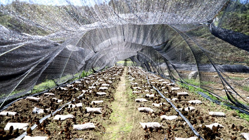 一朵朵飽滿肥碩的羊肚菌爭相破土而出，為春日大地增添了一抹豐收的喜悅。 修文縣融媒體中心伍維玉 攝.jpg