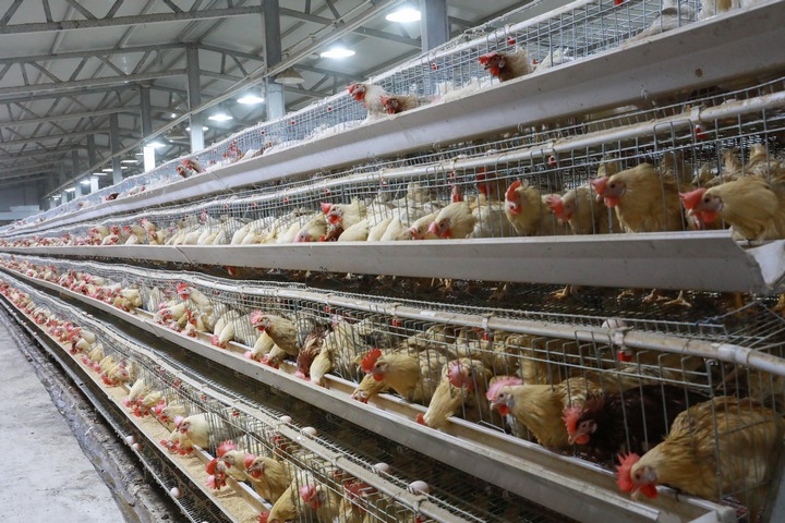 養雞場。彭郡攝