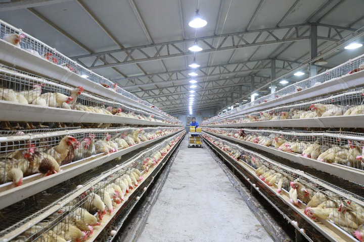 工人正在收集雞蛋。彭郡攝