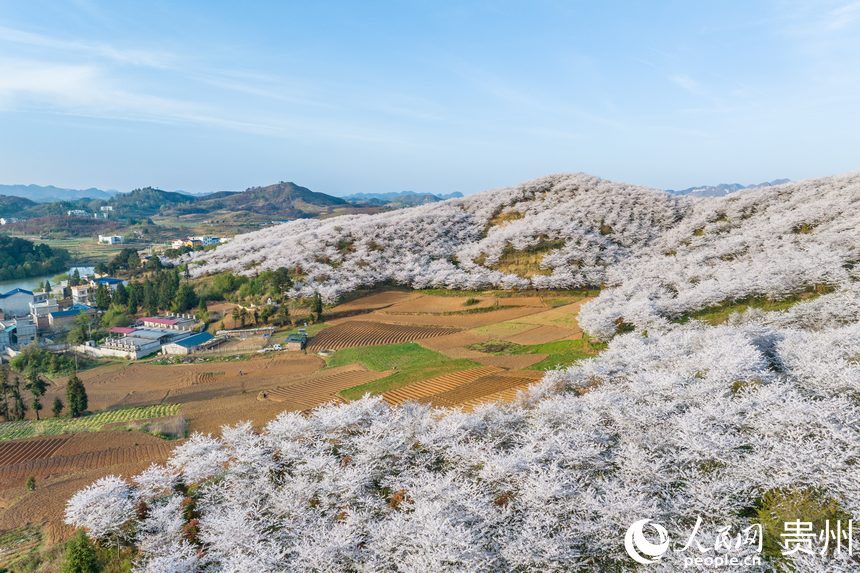 航拍貴州安順黃臘櫻花園。人民網記者 涂敏攝