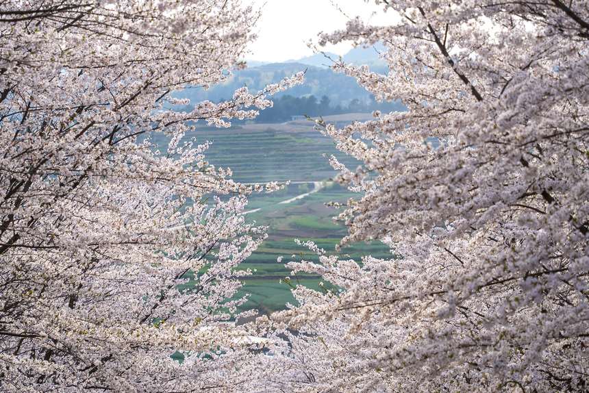 盛開的櫻花與遠處的農田相應成景。黃佳璐攝