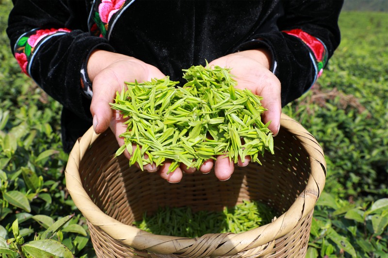 采茶工人正在展示新鮮采摘的茶青。