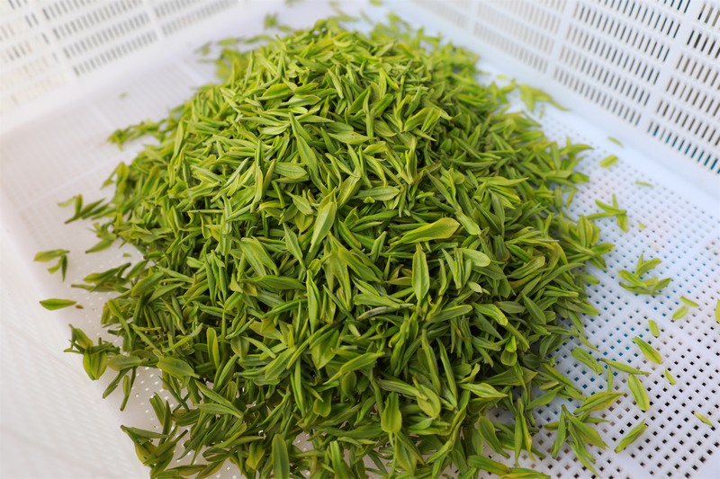 新鮮采摘的茶青。