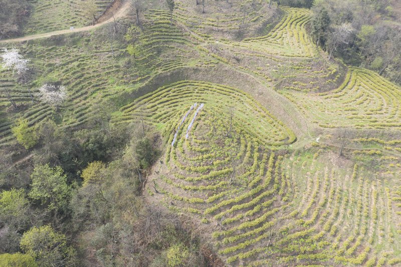 黃平云霧山400余畝 “黃金芽”開采。