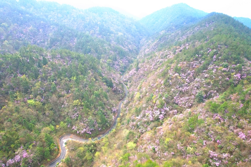 梵凈山萬畝野生杜鵑花盛開。
