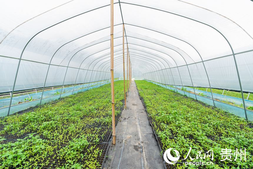 大棚內培育的辣椒苗。人民網記者 涂敏攝