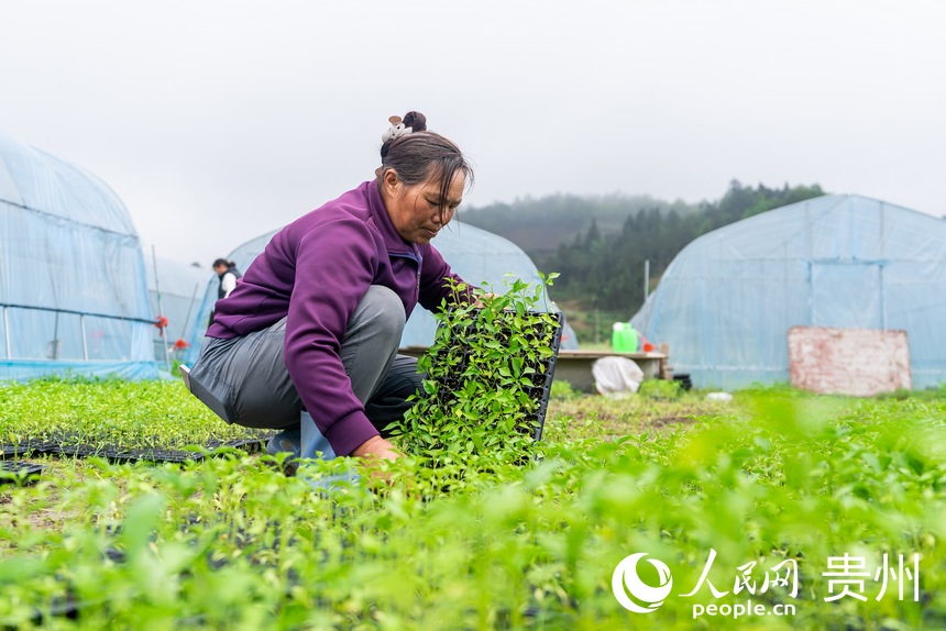 村民將辣椒苗轉運至大棚內。人民網記者 涂敏攝