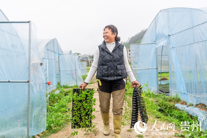 村民將辣椒苗轉運至大棚內。人民網記者 涂敏攝