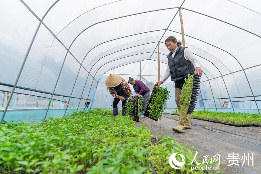村民將辣椒苗轉運至大棚內。人民網記者 涂敏攝