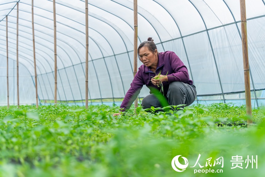 村民拔除辣椒幼苗間的雜草。人民網記者 涂敏攝