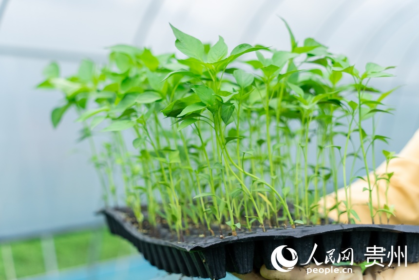 大棚內長勢旺盛的辣椒幼苗。人民網記者 涂敏攝