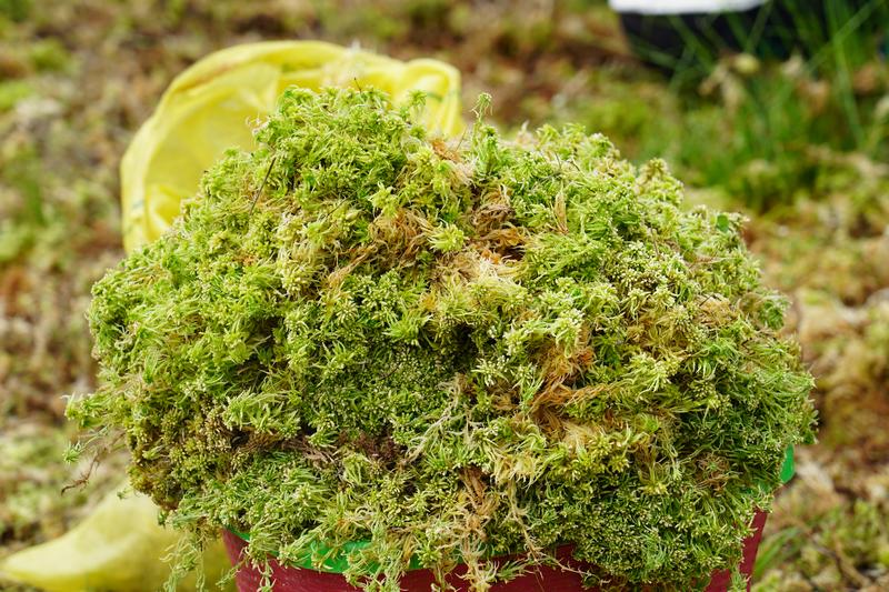 2024年4月22日，貴州省納雍縣張家灣鎮白勒村200多畝?；ㄘS收。高毅攝