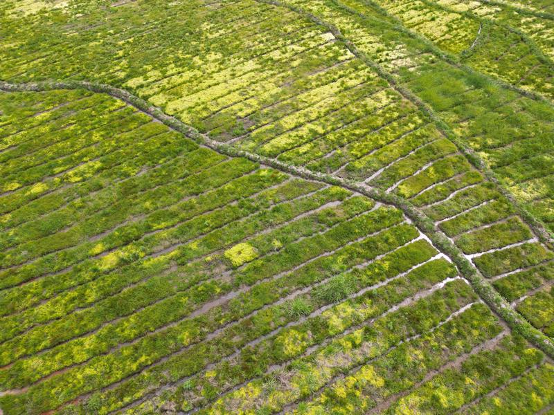 2024年4月22日，貴州省納雍縣張家灣鎮白勒村200多畝?；ㄘS收。高毅攝