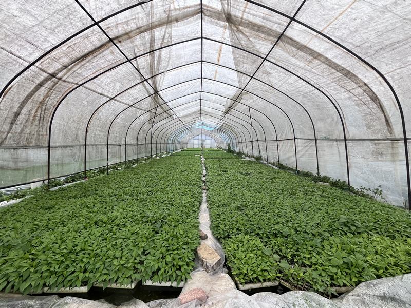 育苗大棚內，綠油油的辣椒苗  劉遠珍攝