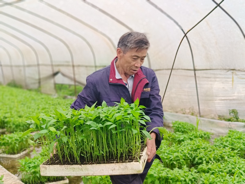 農戶正在領取辣椒苗。
