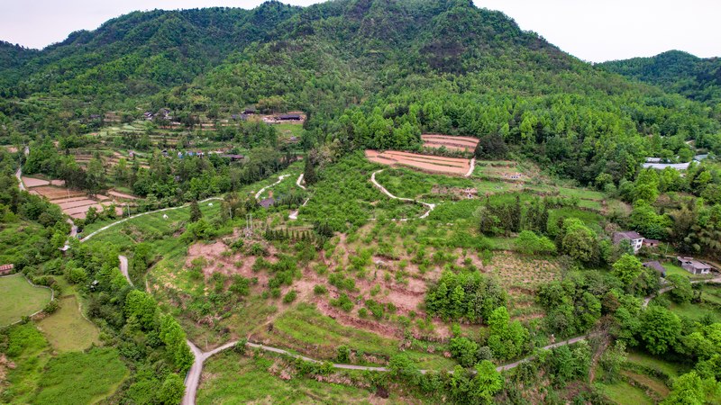 金鳳翠桃種植基地。