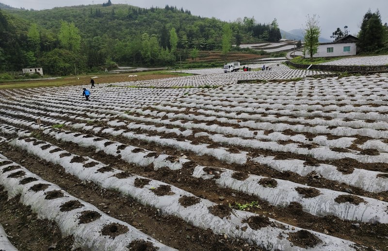 沿河3萬畝“黃金葉”全面移栽。