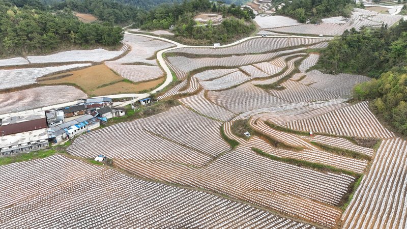 沿河近3萬畝“黃金葉”全面移栽。