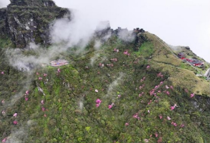 梵凈山的杜鵑花。