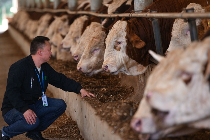 黃平肉牛主導產業 