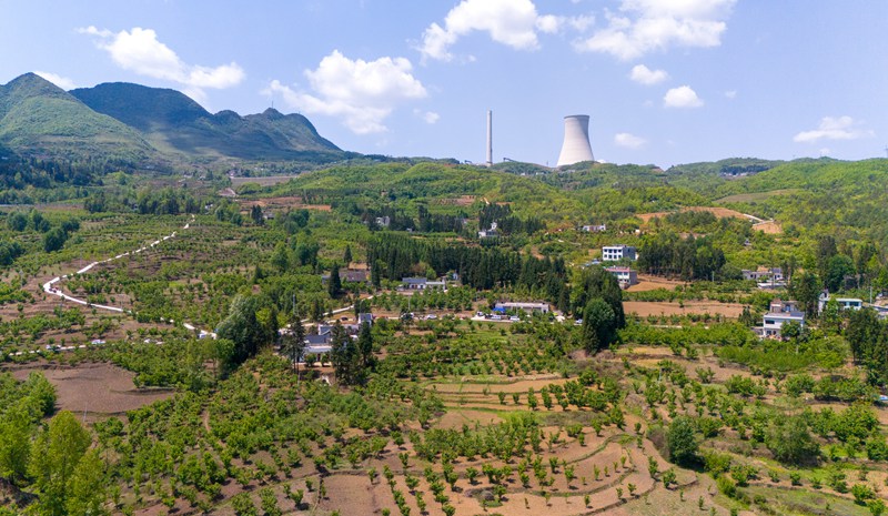 赫章縣六曲河鎮進入采摘期的瑪瑙紅晚熟大櫻桃園。李學友攝