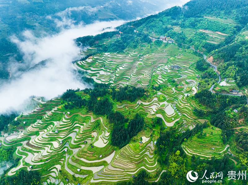 1、航拍貴州省從江縣加榜梯田。人民網 陽茜攝