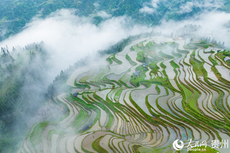 3、航拍貴州省從江縣加榜梯田。人民網 陽茜攝