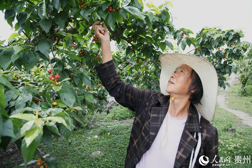 當地果農搶抓銷售旺季采摘櫻桃。人民網 龍章榆攝