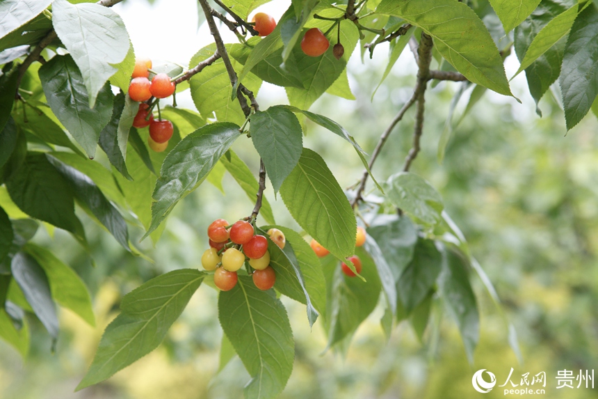 海子社區的櫻桃進入成熟期。人民網 龍章榆攝