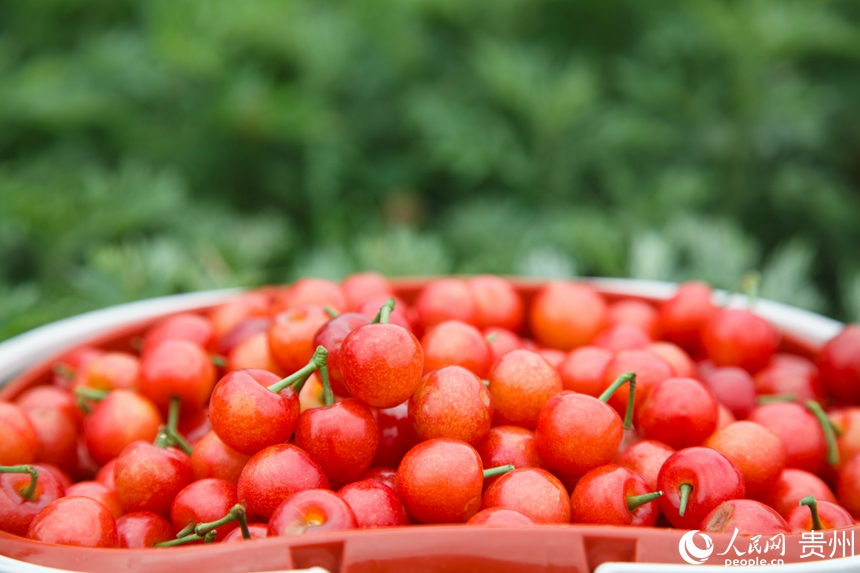已采摘的櫻桃。人民網 龍章榆攝