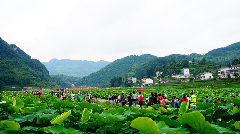 航空工業幫扶普定縣水井村發展蓮藕產業及鄉村旅游。航空工業風雷鄉村振興辦公室供圖