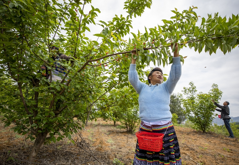 初夏時節，赫章縣六曲河鎮晚熟瑪瑙紅大櫻桃陸續成熟，進入采摘期。這是村民采摘櫻桃。 李學友攝