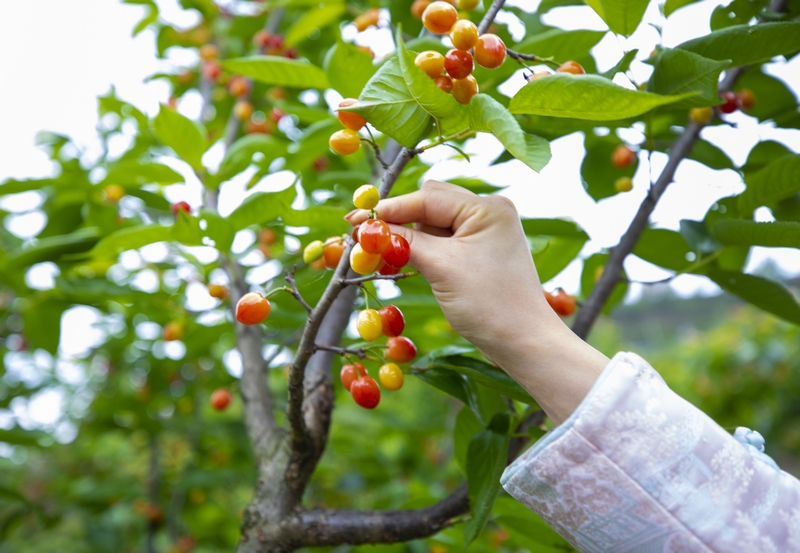 初夏時節，赫章縣六曲河鎮晚熟瑪瑙紅大櫻桃陸續成熟，進入采摘期。這是游客在采摘櫻桃。李學友攝