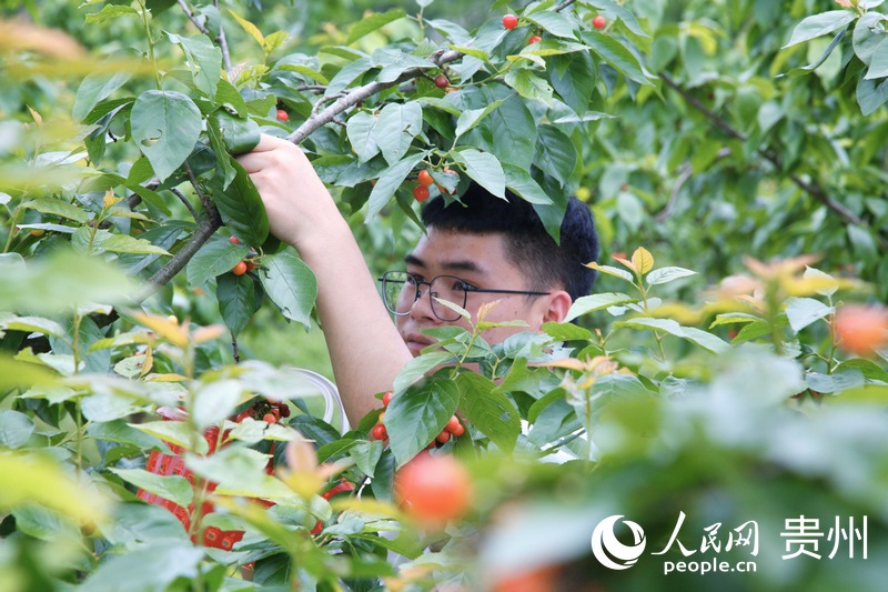 市民游客體驗櫻桃采摘。人民網 龍章榆攝