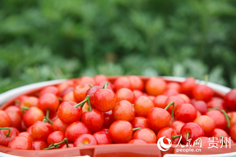 已采摘的櫻桃。人民網 龍章榆攝