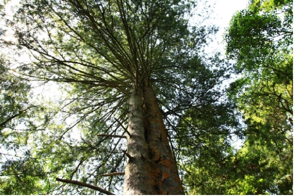 2 國家I級保護植物——銀杉 (陳慶軍 攝)