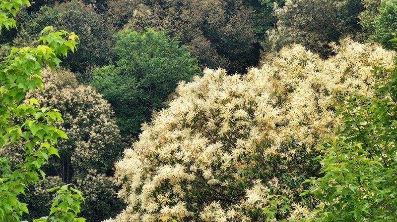 貴州石阡佛頂山國家級自然保護區栲樹花爭相綻放。