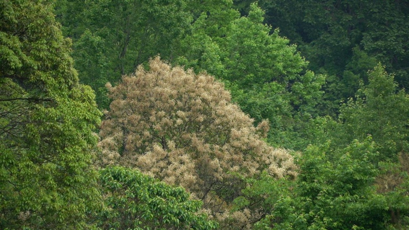 貴州石阡佛頂山國家級自然保護區栲樹花爭相綻放。