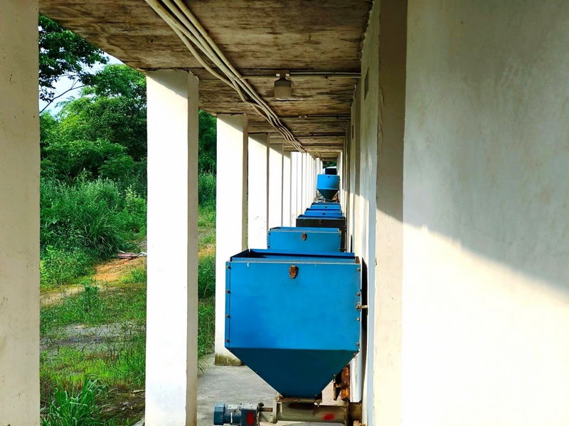 整齊排列的生物質烤房。楊思琦攝