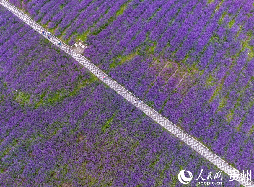 航拍高坡馬鞭草花海。人民網 陽茜攝