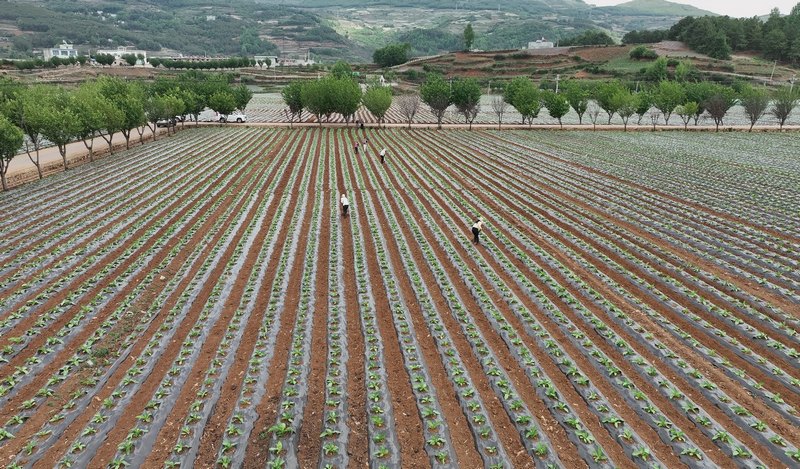 煙農在煙田里勞作。韓勇攝