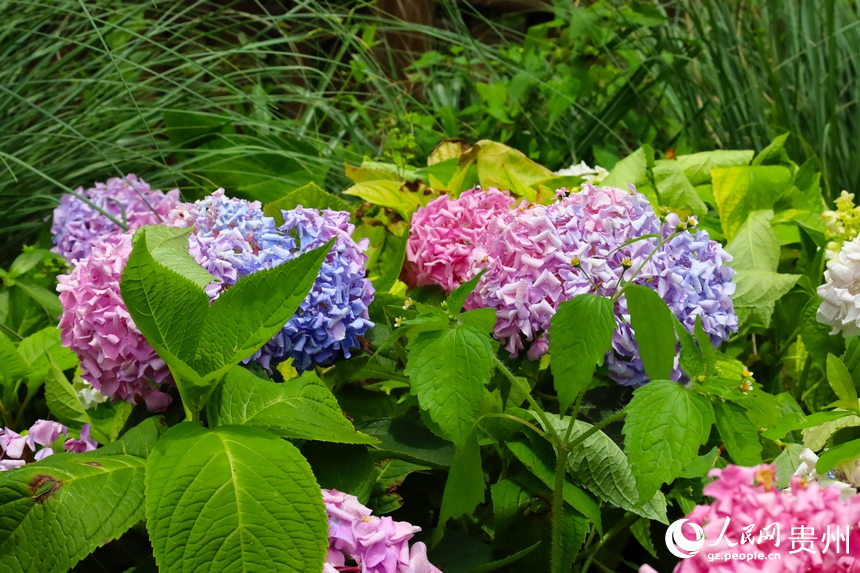 貴陽阿哈湖國家濕地公園里盛開的繡球花。人民網 潘佳倩攝