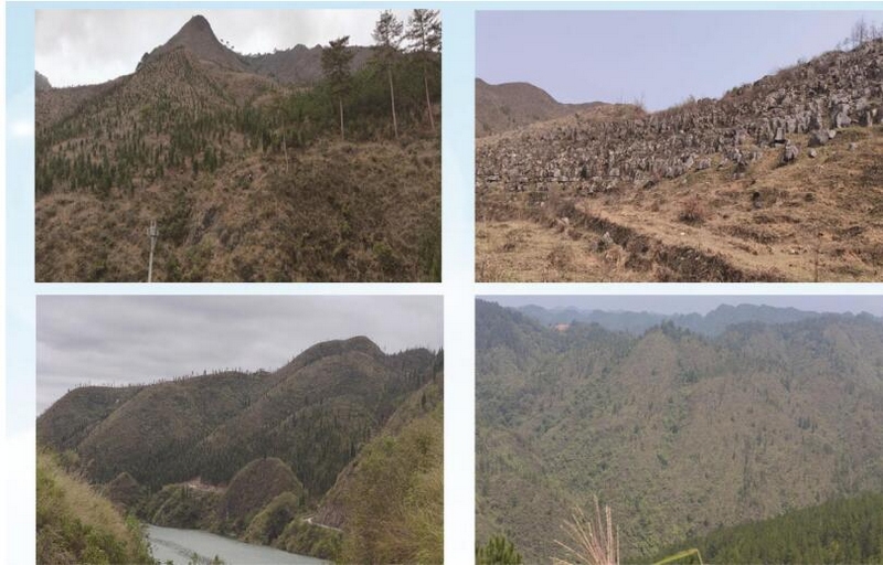 2黃平縣巖門司村退化林修復項目實施前，石漠化嚴重。