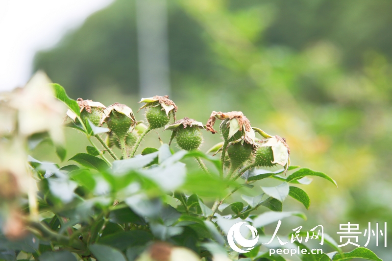 當地金刺梨陸續進入掛果期。人民網 龍章榆攝