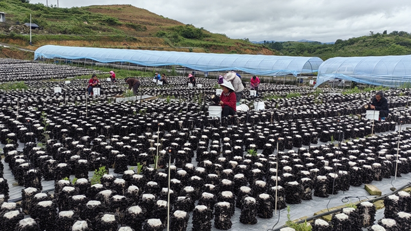 近日，修文縣久長街道清江村黑木耳的采摘時節 修文縣融媒體中心陶群 攝