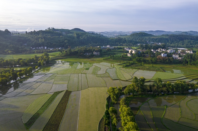 貴州黔西：仲夏田園美如畫。