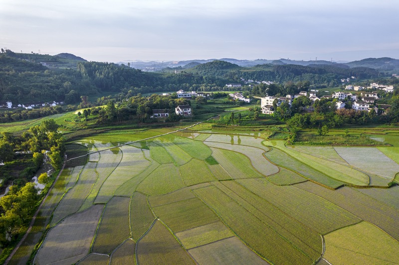 貴州黔西：仲夏田園美如畫。