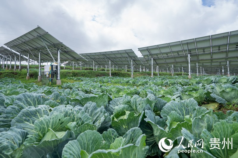 光伏板下，長勢喜人的農作物。人民網記者 涂敏攝