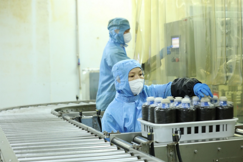 工人操作自動接種設備進行菌包接種。